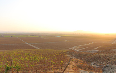 Panorámica de los viñedos