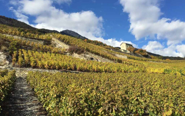 Viñedos en Valais