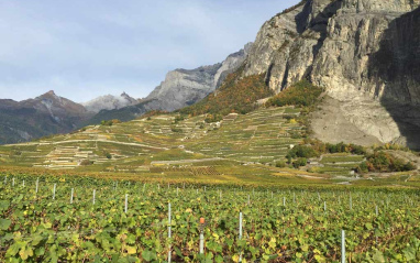 Viñedos en Valais