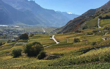 Viñedos en Valais