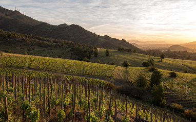 Viñedo al atardecer