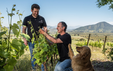 Cristóbal Undurraga en el viñedo