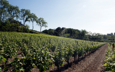 Viñedo 