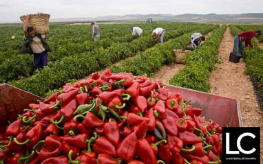 Piquillos recién recolectados Piquillos recién recolectados