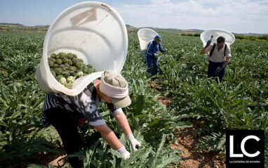 Recolección de la alcachofa Recolección de la alcachofa