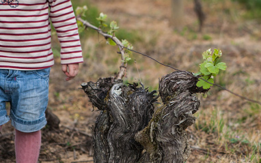 Vides cultivadas en ecológico