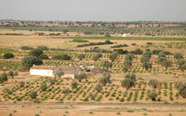 Panorámica del olivar