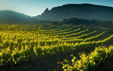 Panorámica de viñedos