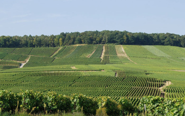 Panorámica de los viñedos