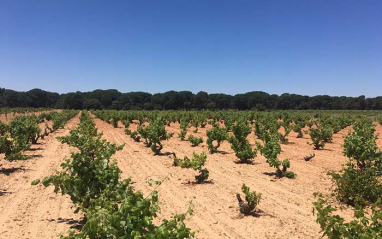 El viñedo de Las Calzadas