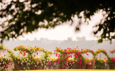 Flores del viñedo