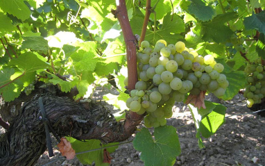 Racimos de uvas blancas