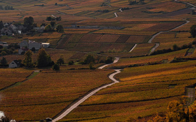 Viñedos de Epernay