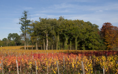 Alrededores del viñedo