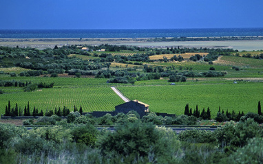 Panorámica de los viñedos