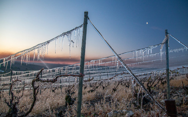 Viñedos en invierno