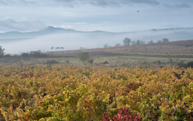 Entorno de la bodega