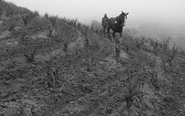 Agricultura sostenible