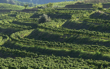 Viñedos en terrazas
