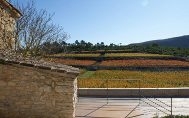 Viñedos desde la bodega