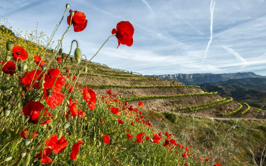 Primavera en el Priorat