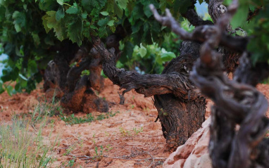 Uvas de Tempranillo