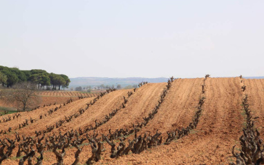 Viñedos de Pagos de Matanegra