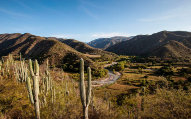 Paisaje de cactus cerca de los agaves del sur de Oaxaca