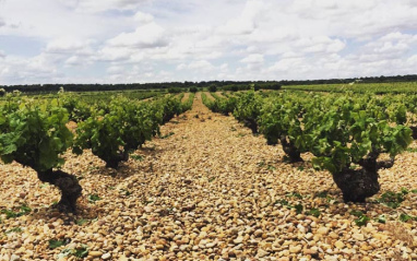 Viñedo con suelo pedregoso