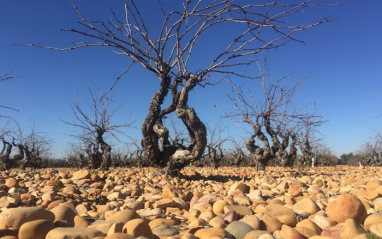 Viñas viejas sin hoja