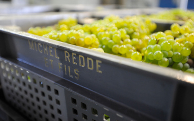 Uvas en cajas de vendimia