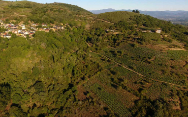 Viñedos bercianos a vista de dron