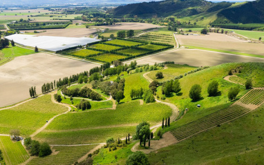 Viñedos a vista de pájaro