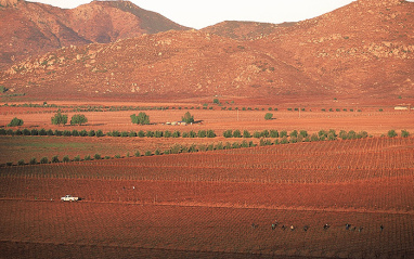 Atardecer en el viñedo