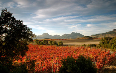 Panorámica de viñedos