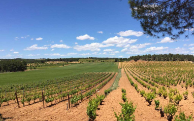 Panorámica de viñedo