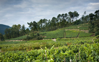 Bodegas Nairoa