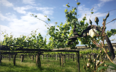 Albariño en parra