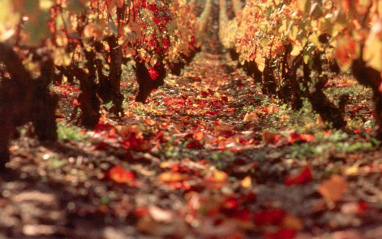 Viñedo en otoño 