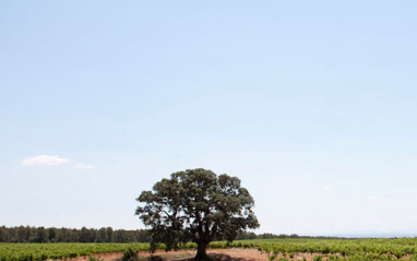 Alrededores de la Finca El Renegado