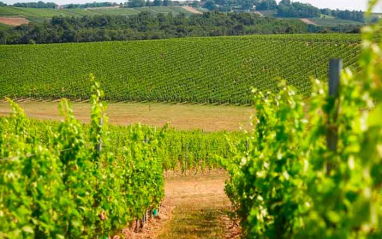 Viñedos de Château de Ricaud en flor