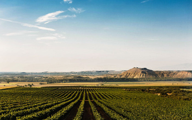 Panorámica de viñedo en Navarra