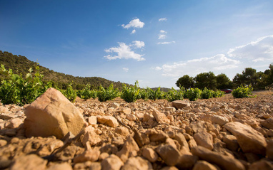 Viñedo Bodega Olivares