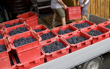 Cajas de vendimia