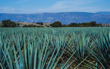 Campo de agave de Padre Azul