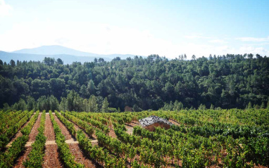 Panorámica del viñedo