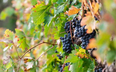 Racimo de uva en la Ribera del Duero