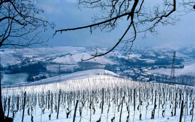 Viñas nevadas