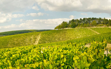 Panorámica de Chablis