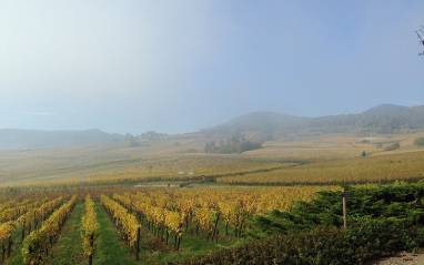 Panorámica de viñedos